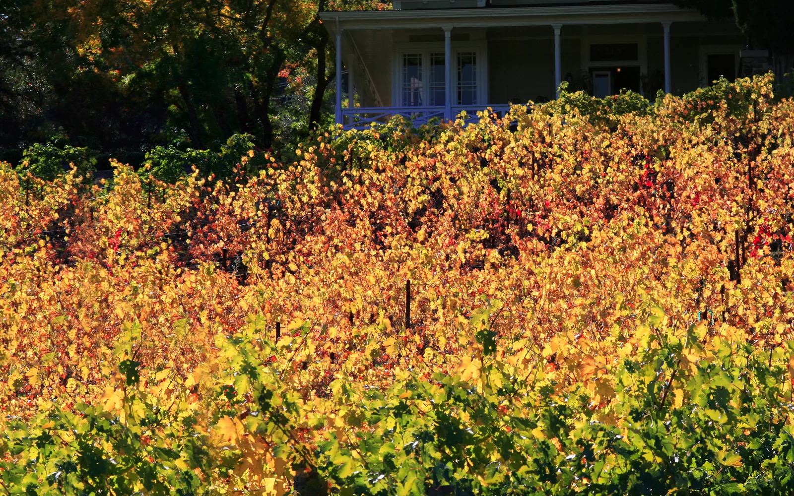 Vineyard and winery buildings in Napa Valley wine country landscape
